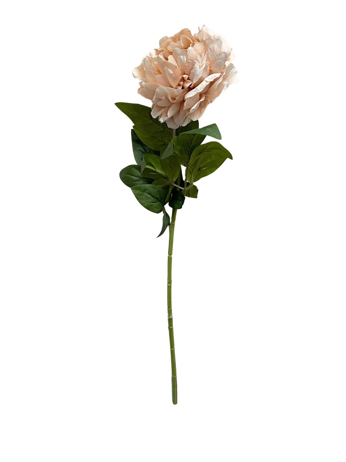 Dalia rosa 72 cm