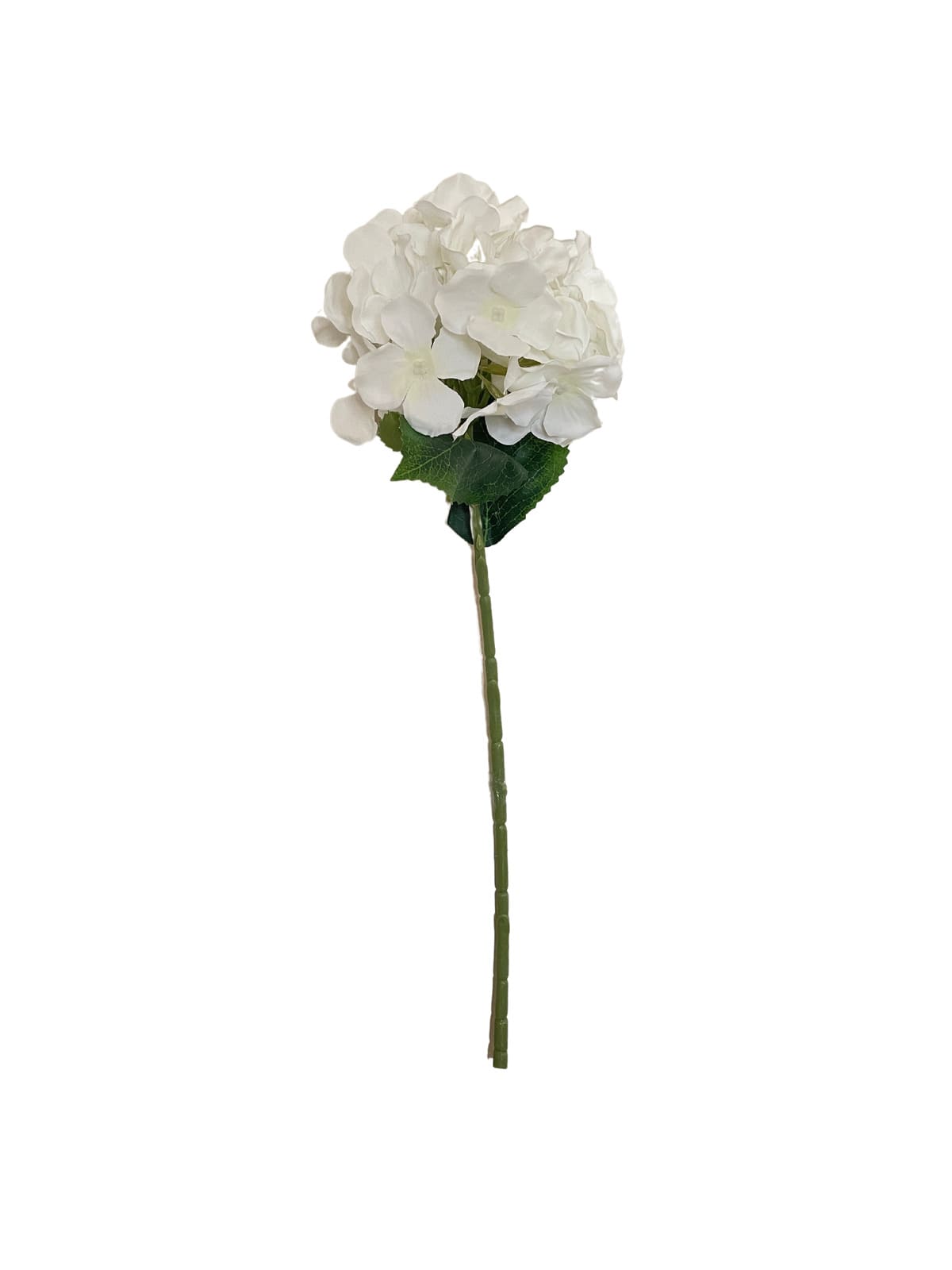Ortensia bianca