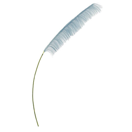 pampas azzurre