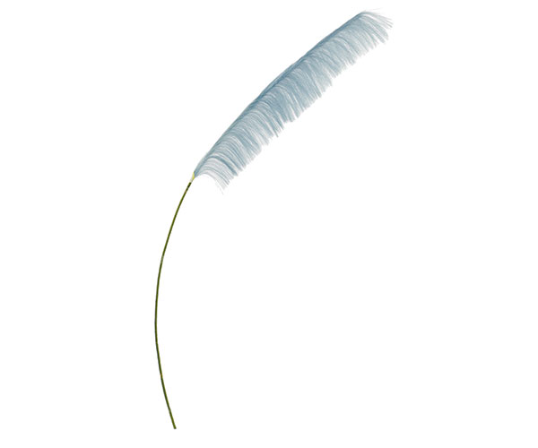 pampas azzurre