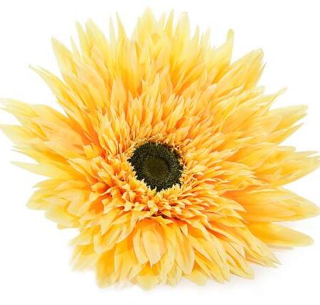 girasole gigante