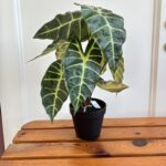 Pianta foglie larghe verdi con vaso alocasia