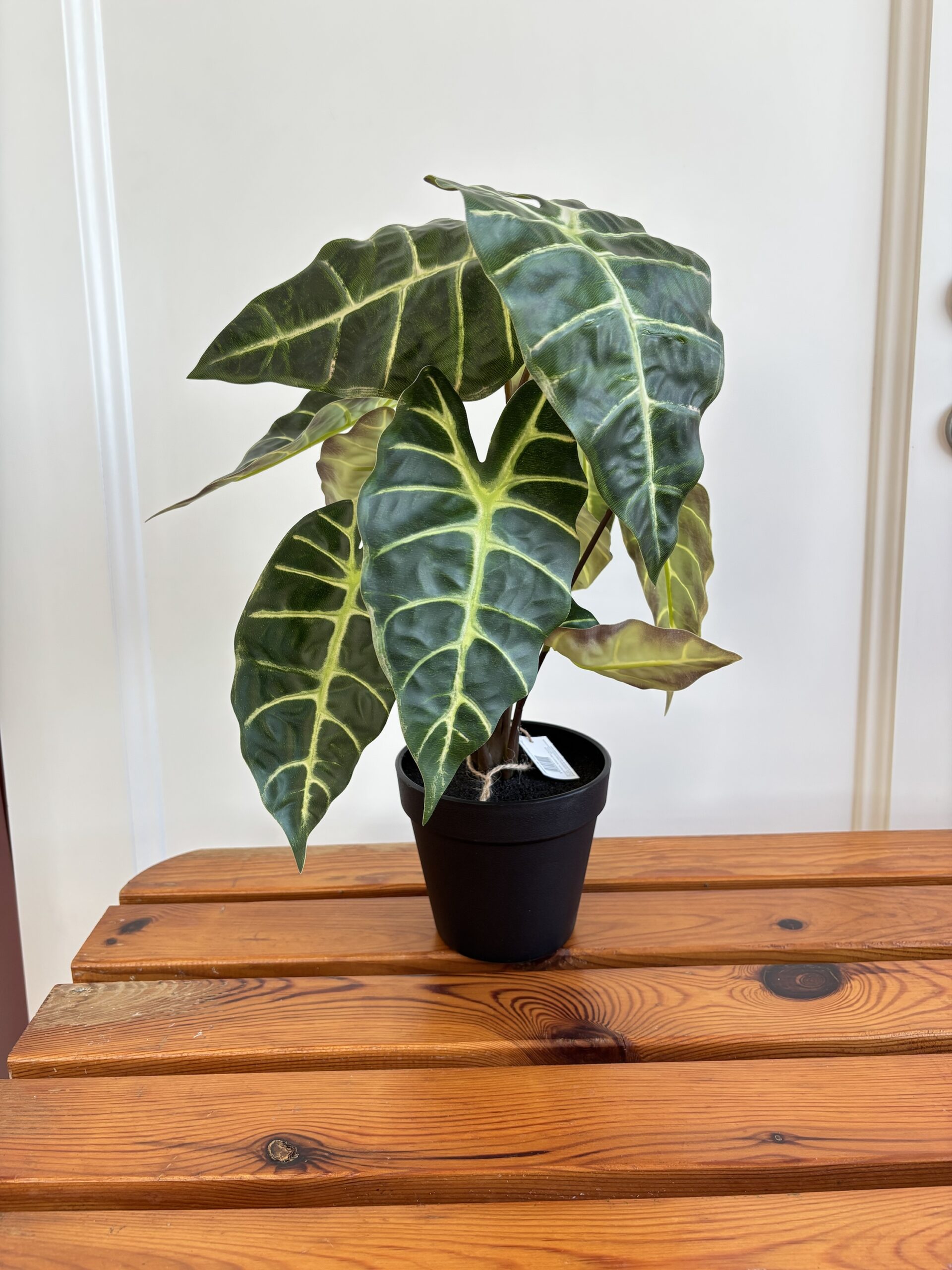img_1006 Pianta foglie larghe verdi con vaso alocasia - immagine 1