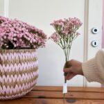 Gypsophila rosa