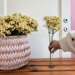 Gypsophila gialla