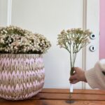 Gypsophila variegata