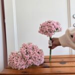 Gypsophila rosa